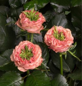 Роза Амбер Инчант купить по цене от 495р. в интернет-магазине «Посадика» с доставкой почтой в в Зернограде и по всей России – [изображение №1].