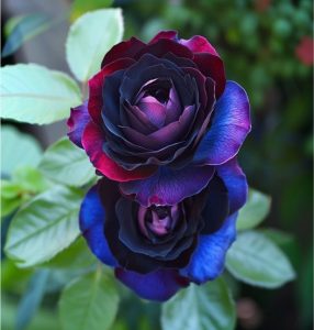 Роза Скарлет Рэвери купить по цене от 489р. в интернет-магазине «Посадика» с доставкой почтой в в Зернограде и по всей России – [изображение №1].