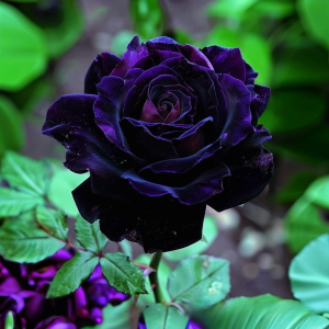 Роза Блэк Пантер купить по цене от 319р. в интернет-магазине «Посадика» с доставкой почтой в в Зернограде и по всей России – [изображение №1].