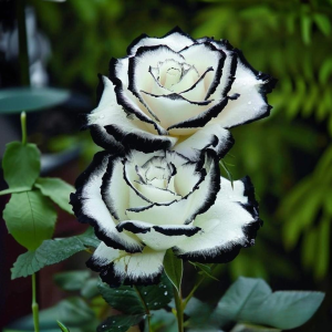 Роза Силк Ивин купить по цене от 319р. в интернет-магазине «Посадика» с доставкой почтой в в Зернограде и по всей России – [изображение №1].