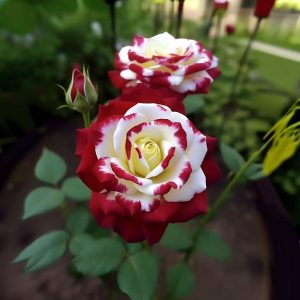 Роза Роял Глом купить по цене от 401р. в интернет-магазине «Посадика» с доставкой почтой в в Зернограде и по всей России – [изображение №1].