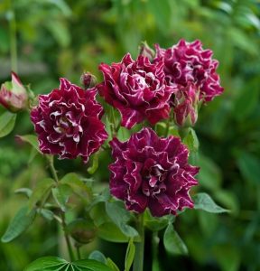 Роза Опаловый Пейзаж купить по цене от 490р. в интернет-магазине «Посадика» с доставкой почтой в в Зернограде и по всей России – [изображение №1].