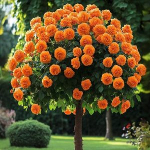 Роза Солнечный Шарм купить по цене от 349р. в интернет-магазине «Посадика» с доставкой почтой в в Зернограде и по всей России – [изображение №1].