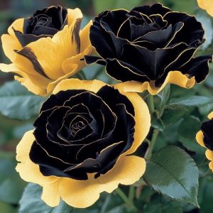 Роза Ханни Сикл купить по цене от 700р. в интернет-магазине «Посадика» с доставкой почтой в в Зернограде и по всей России – [изображение №1].