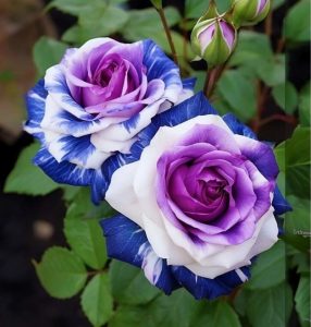 Роза Айвори Каскад купить по цене от 420р. в интернет-магазине «Посадика» с доставкой почтой в в Зернограде и по всей России – [изображение №1].