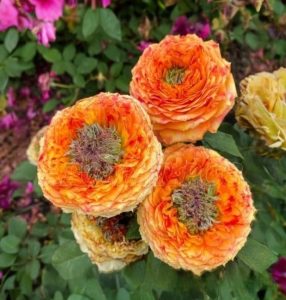 Роза Золотой Мираж купить по цене от 420р. в интернет-магазине «Посадика» с доставкой почтой в в Зернограде и по всей России – [изображение №1].