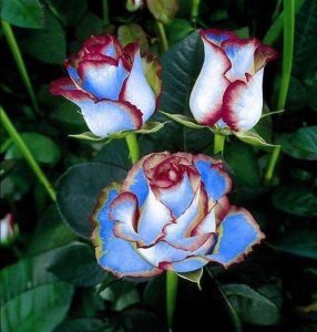 Роза Сафайер Пэтл купить по цене от 450р. в интернет-магазине «Посадика» с доставкой почтой в в Зернограде и по всей России – [изображение №1].