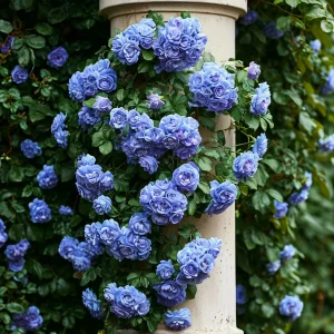 Роза плетистая Блю Перпл купить по цене от 540р. в интернет-магазине «Посадика» с доставкой почтой в в Зернограде и по всей России – [изображение №1].